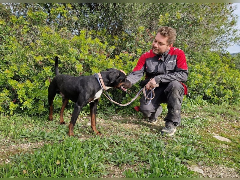 HARTLEY - liebenswerter Blickfang