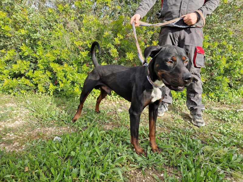 HARTLEY - liebenswerter Blickfang