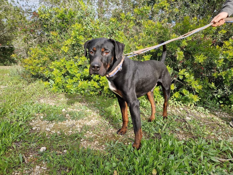 HARTLEY - liebenswerter Blickfang