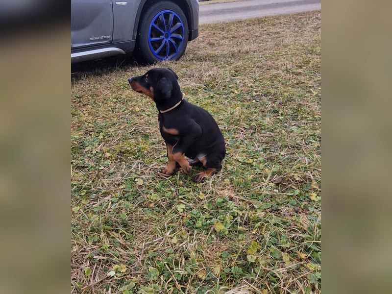 1 Dobermann Rüde    Schwarz Brau.    Sucht noch ein Zuhause