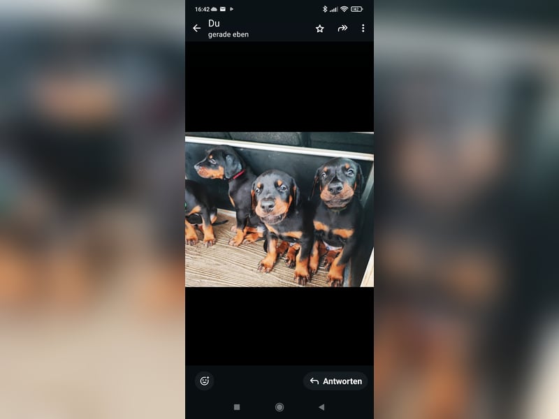 1 Dobermann Rüde    Schwarz Brau.    Sucht noch ein Zuhause