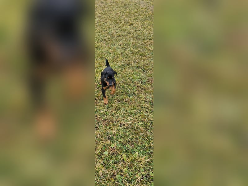 1 Dobermann Rüde    Schwarz Brau.    Sucht noch ein Zuhause