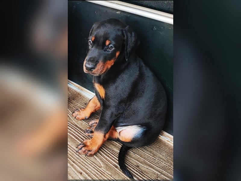 1 Dobermann Rüde    Schwarz Brau.    Sucht noch ein Zuhause