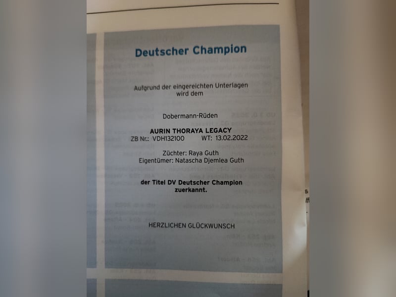 1 Dobermann Rüde    Schwarz Brau.    Sucht noch ein Zuhause