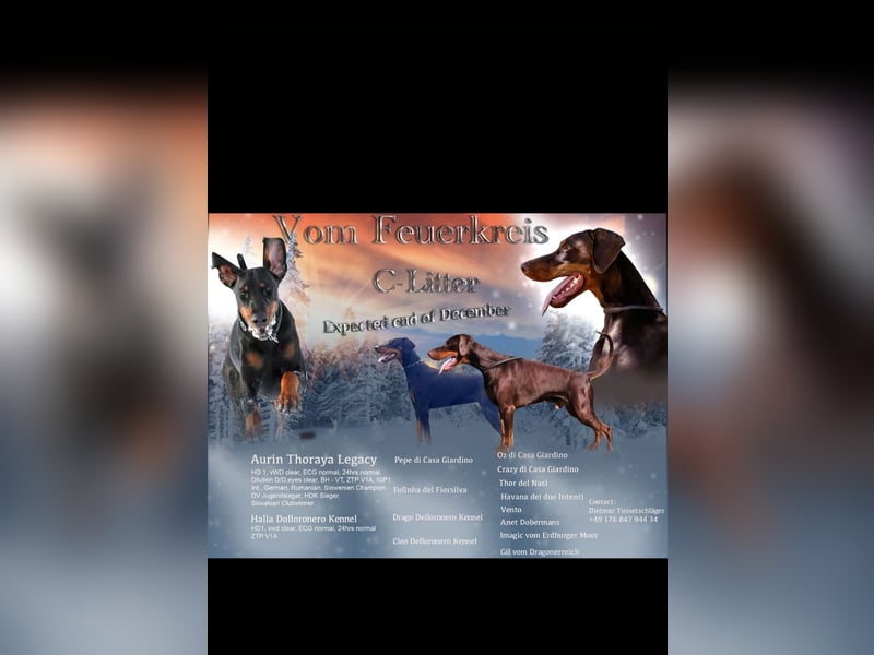 1 Dobermann Rüde    Schwarz Brau.    Sucht noch ein Zuhause