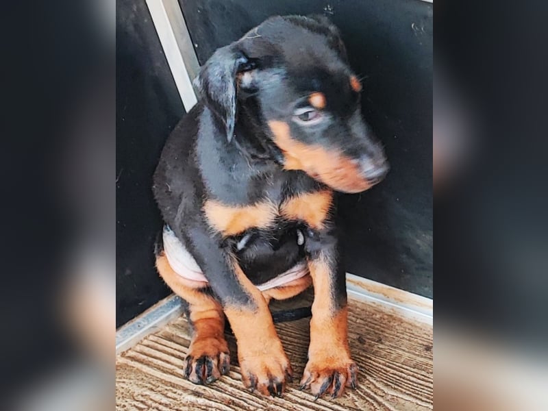 1 Dobermann Rüde    Schwarz Brau.    Sucht noch ein Zuhause