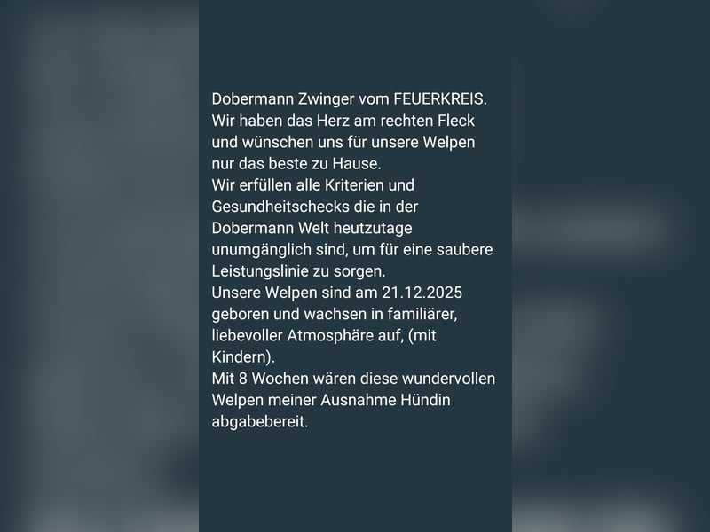 1 Dobermann Rüde    Schwarz Brau.    Sucht noch ein Zuhause