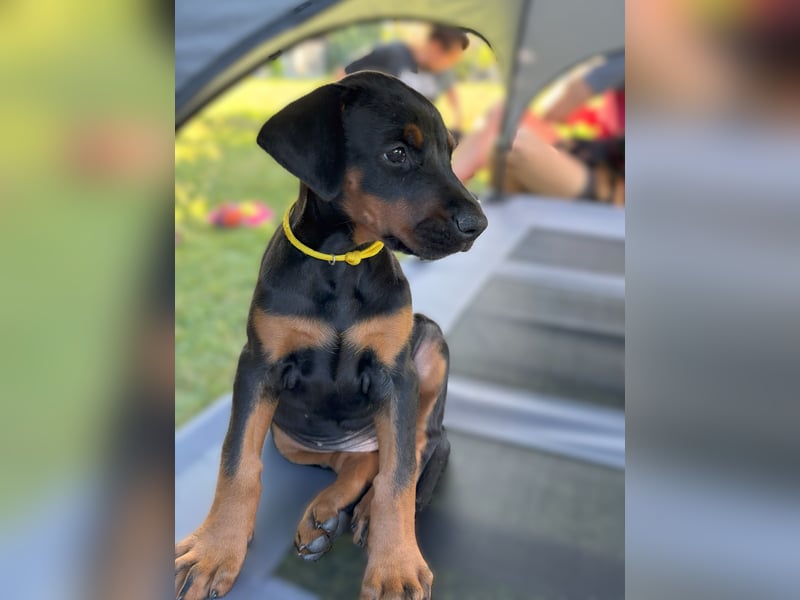 Dobermannwelpen