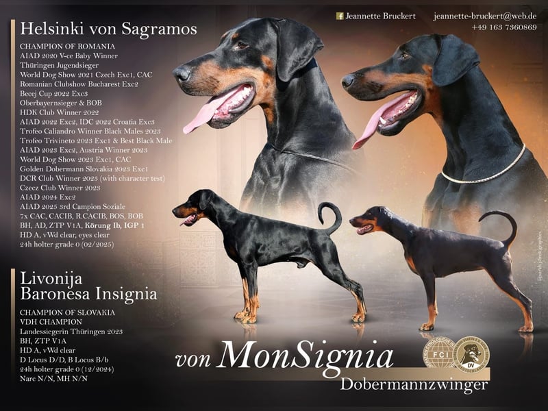 Dobermannwelpen