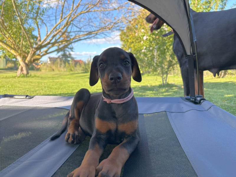 Dobermannwelpen