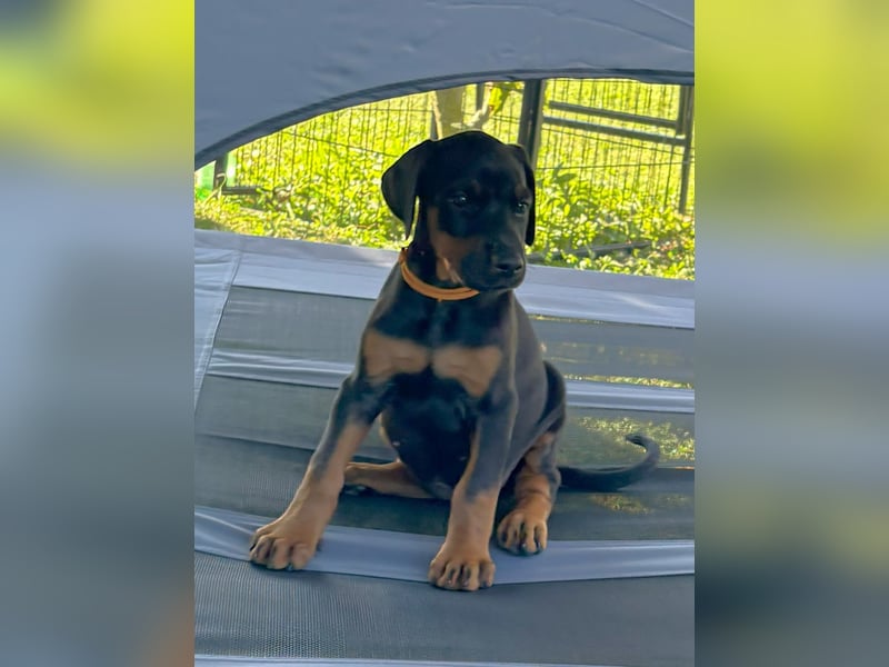 Dobermannwelpen