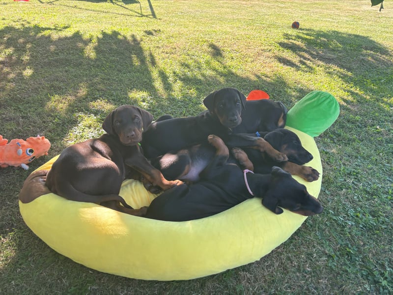 Dobermannwelpen
