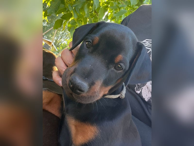 Dobermannwelpen