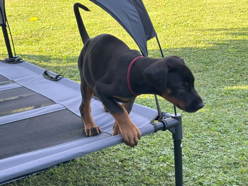 Dobermannwelpen