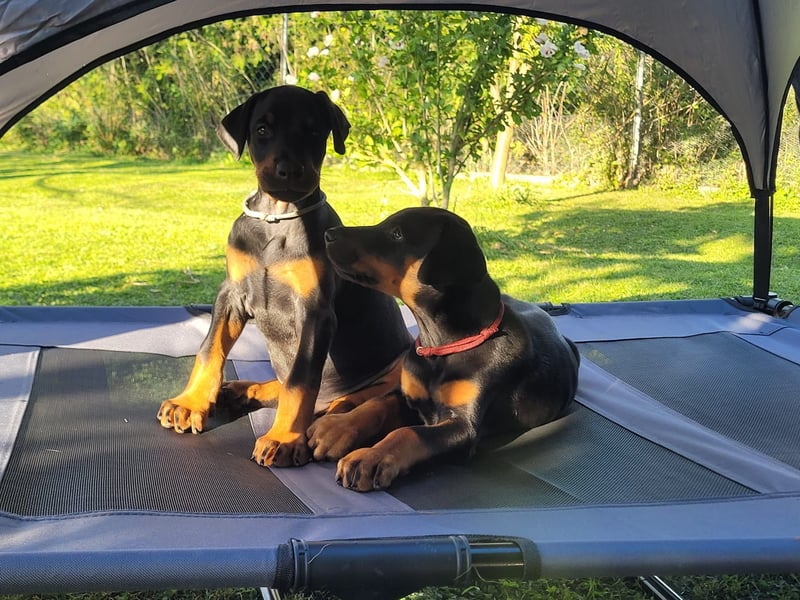 Dobermannwelpen
