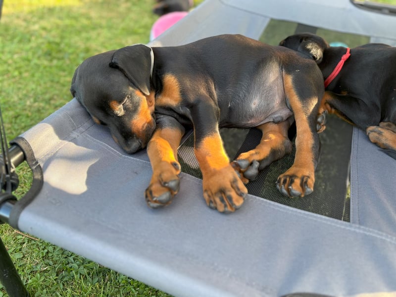 Dobermannwelpen
