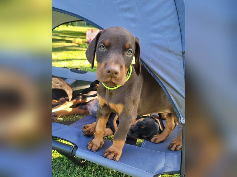 Dobermannwelpen