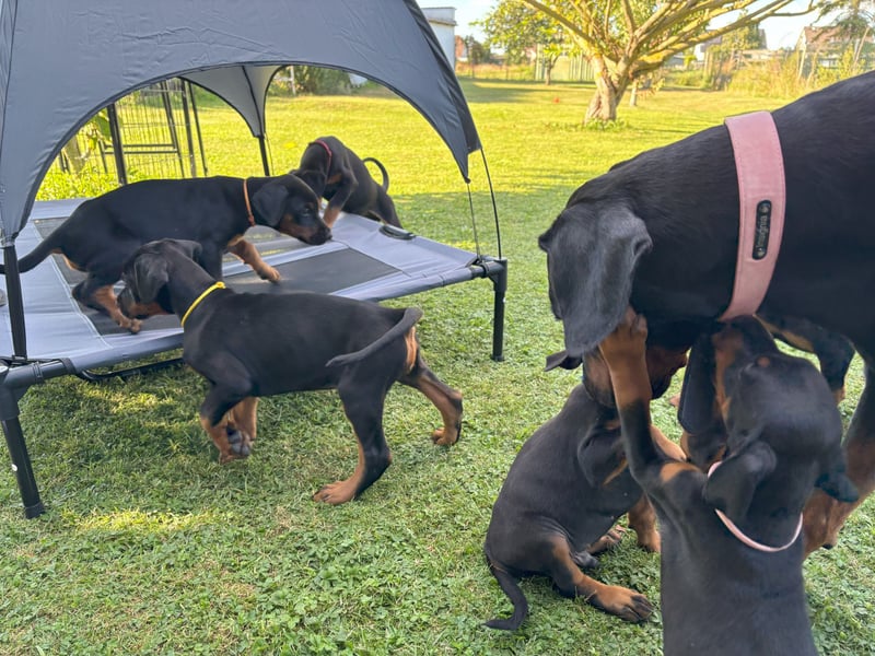 Dobermannwelpen
