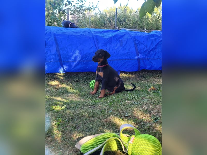 Dobermannwelpen