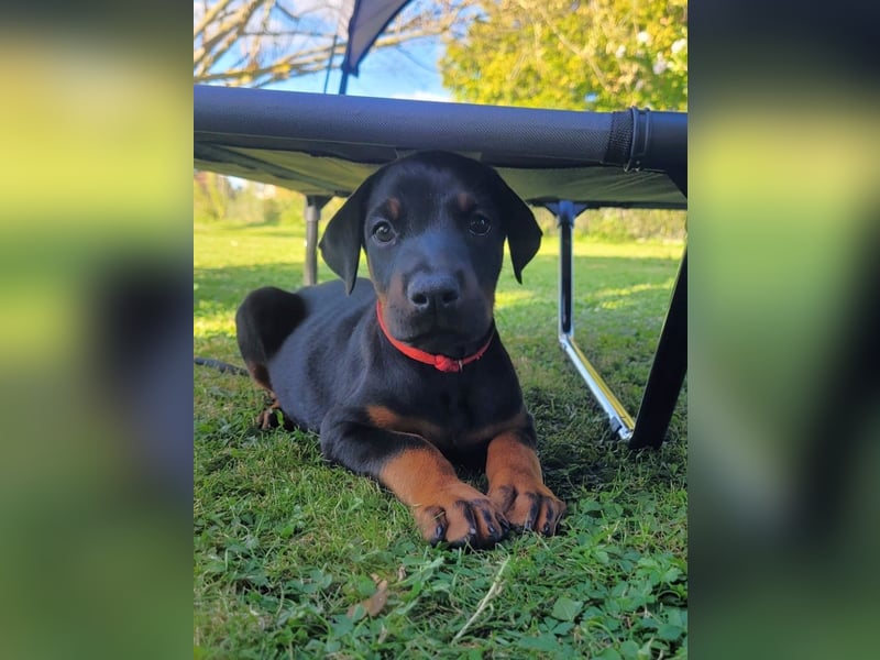 Dobermannwelpen