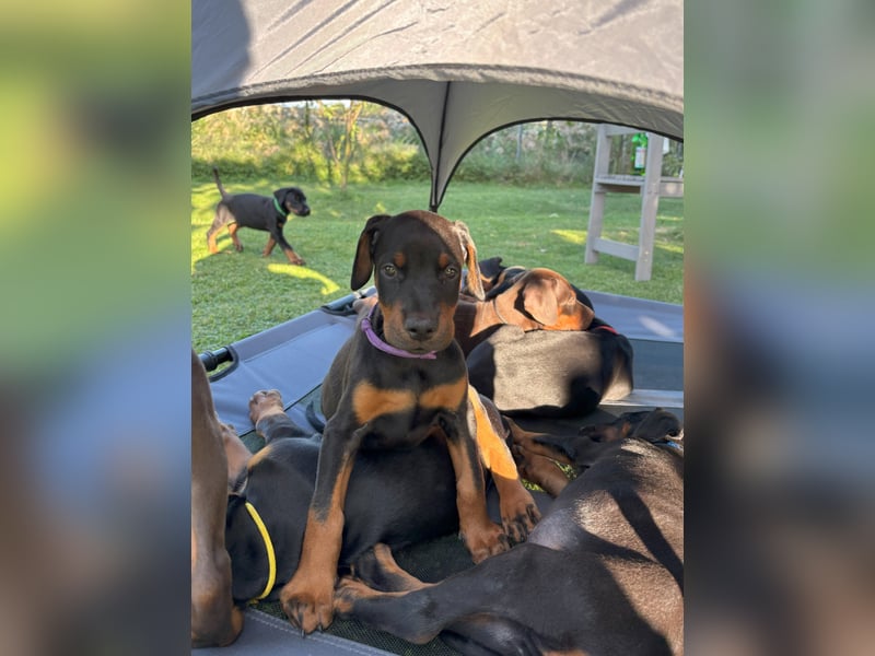 Dobermannwelpen