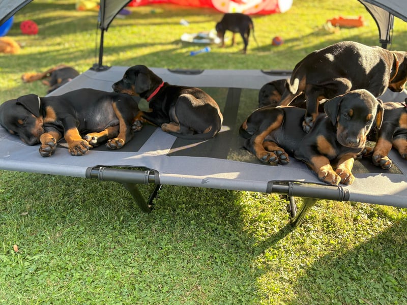 Dobermannwelpen