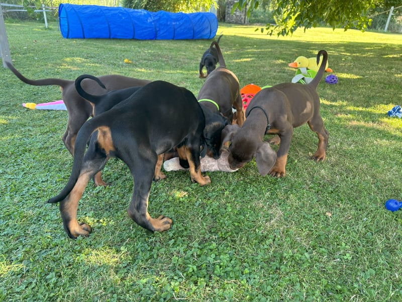 Dobermannwelpen