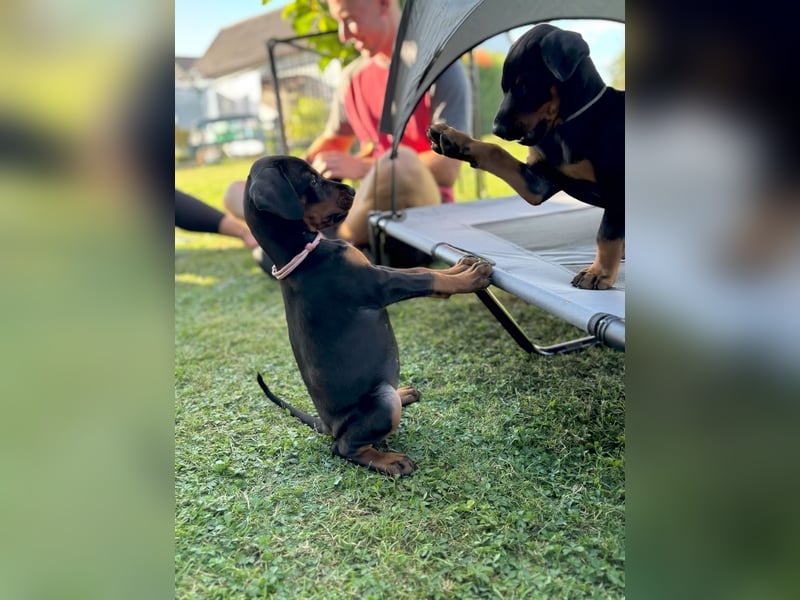 Dobermannwelpen