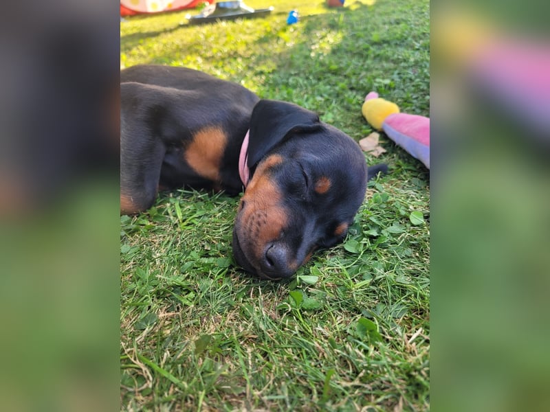 Dobermannwelpen