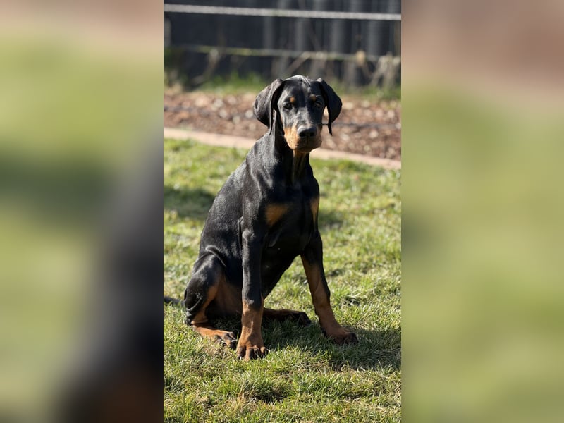 Dobermann Welpen mit Ahnentafel