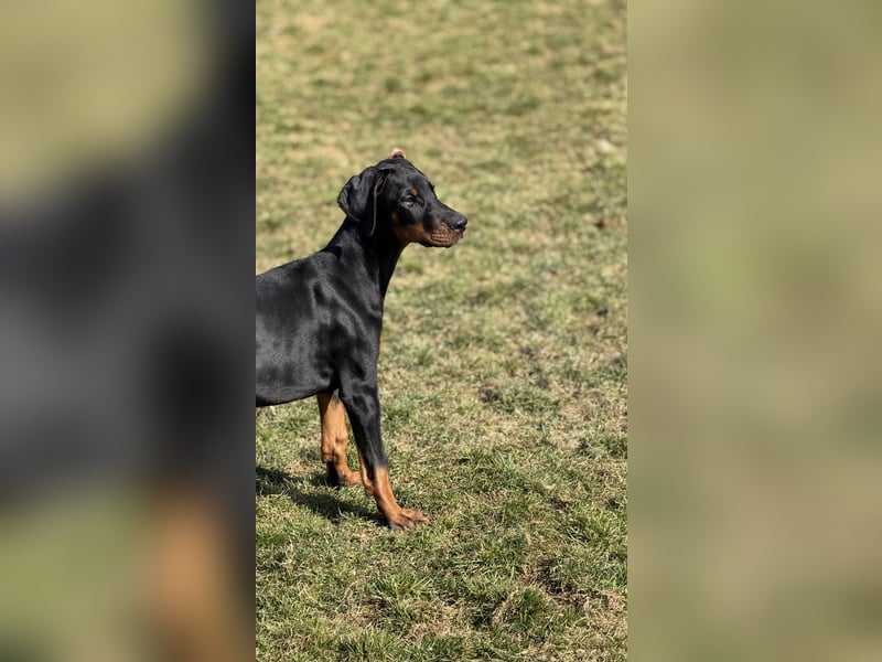 Dobermann Welpen mit Ahnentafel