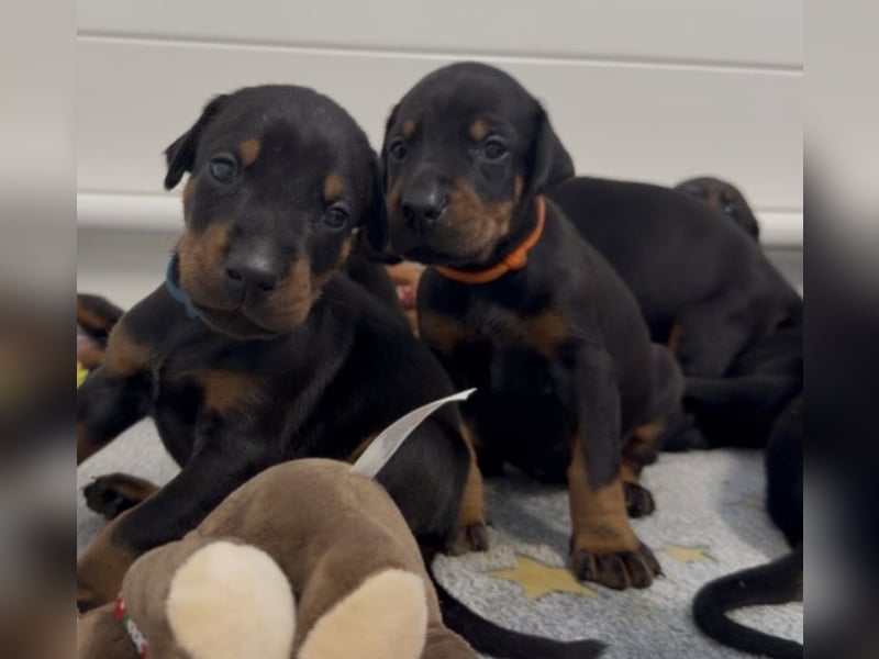 Dobermann Welpen mit Ahnentafel