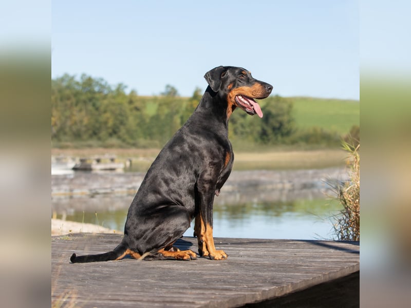 Dobermann Welpen mit Ahnentafel