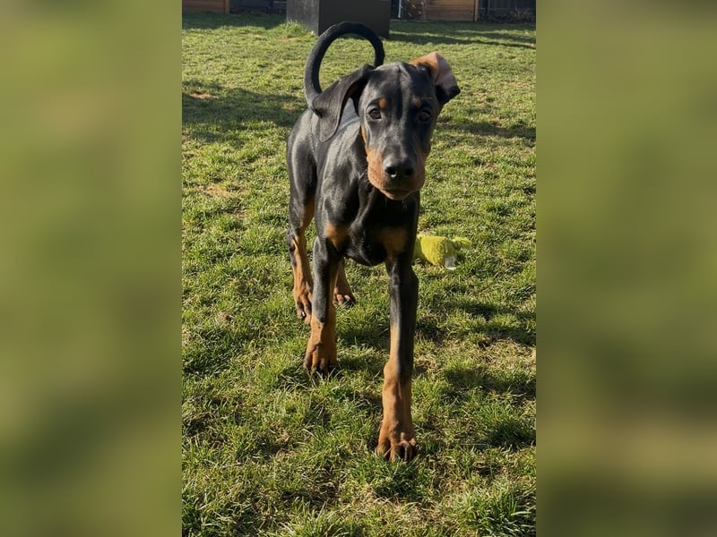 Dobermann Welpen mit Ahnentafel