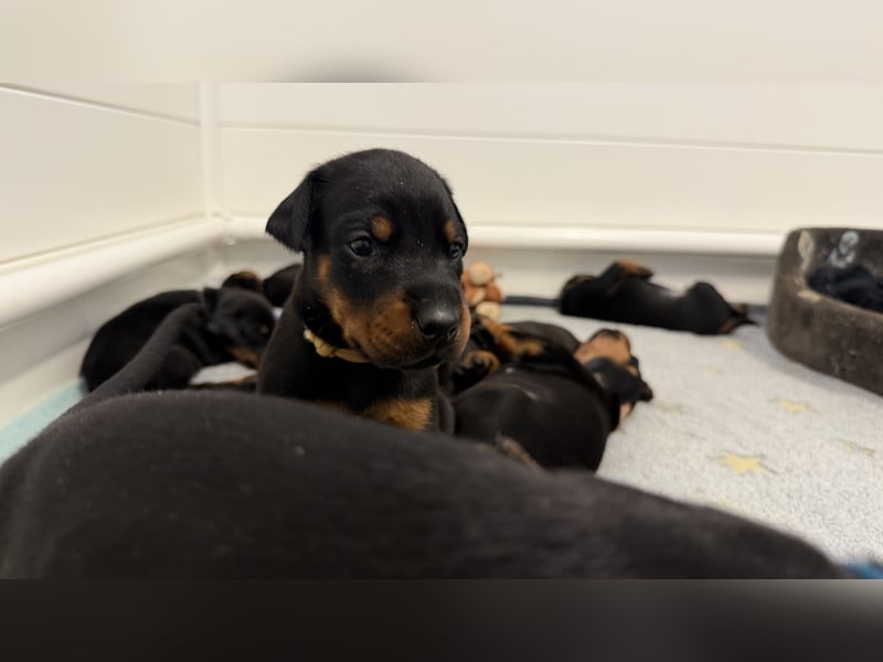 Dobermann Welpen mit Ahnentafel
