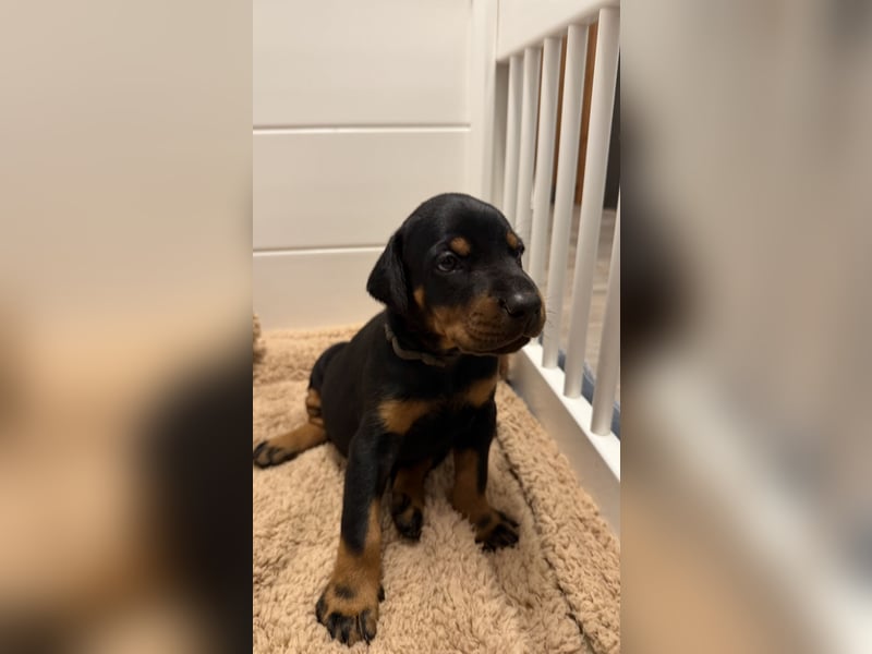 Dobermann Welpen mit Ahnentafel