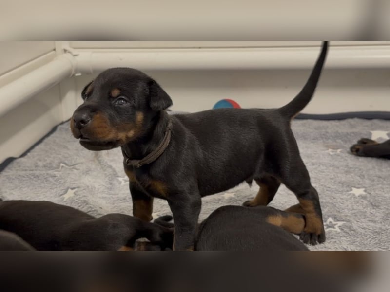 Dobermann Welpen mit Ahnentafel
