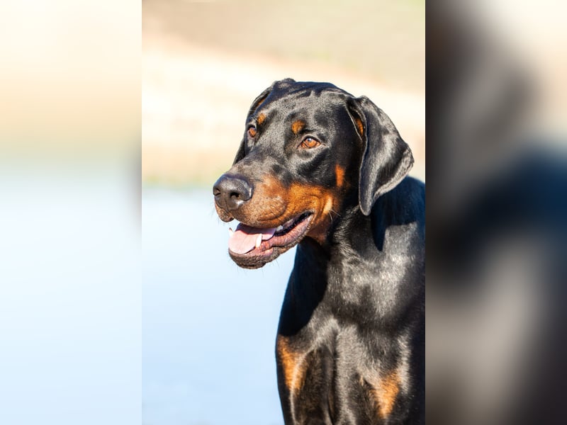 Dobermann Welpen mit Ahnentafel