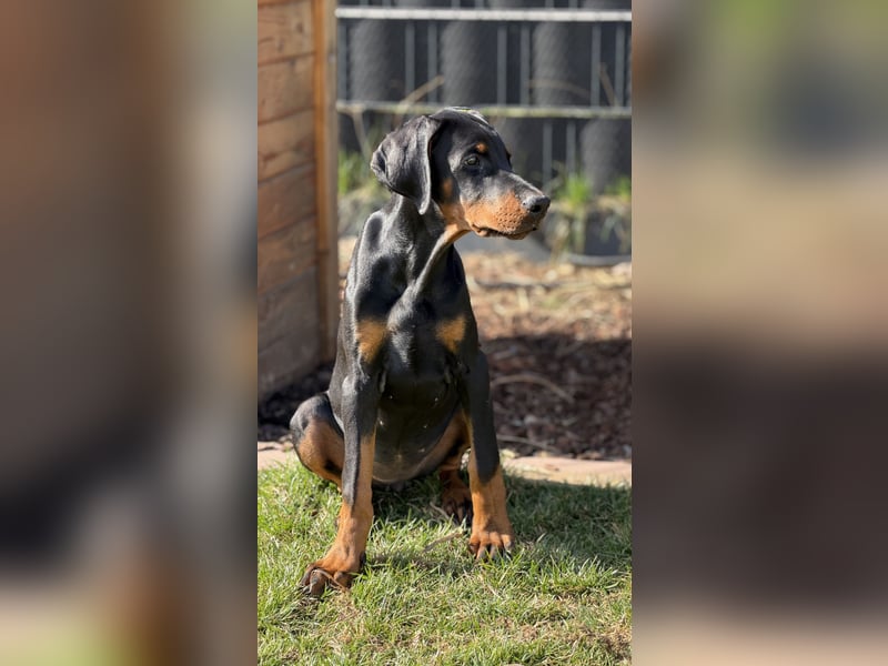 Dobermann Welpen mit Ahnentafel