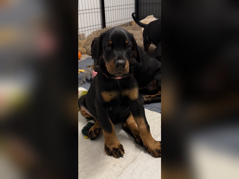 Dobermann Welpen mit Ahnentafel