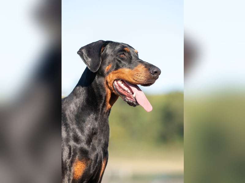 Dobermann Welpen mit Ahnentafel