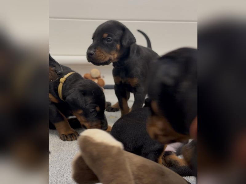 Dobermann Welpen mit Ahnentafel