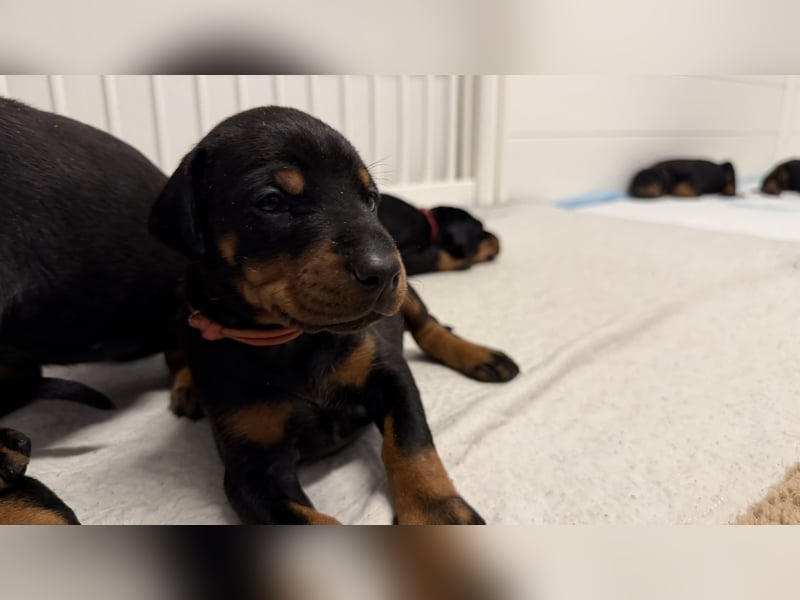 Dobermann Welpen mit Ahnentafel