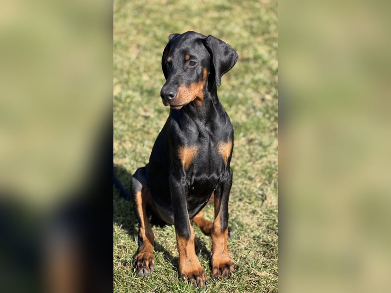 Dobermann Welpen mit Ahnentafel