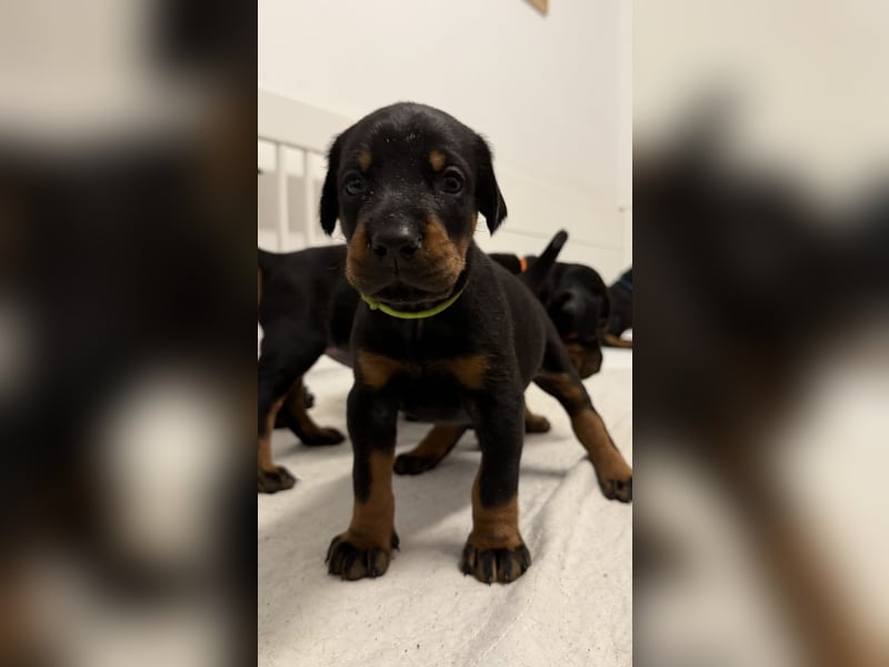 Dobermann Welpen mit Ahnentafel