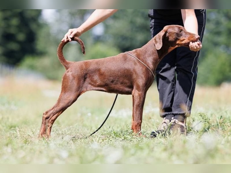 Junge Dobermann Hündin FCI