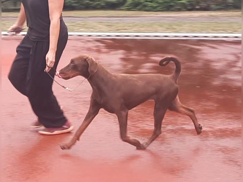 Junge Dobermann-Hündin