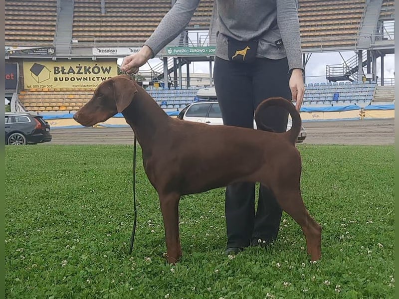 Junge Dobermann-Hündin