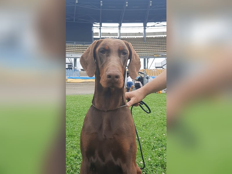 Junge Dobermann-Hündin