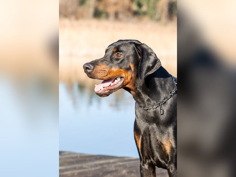 Dobermann Welpen mit Ahnentafel
